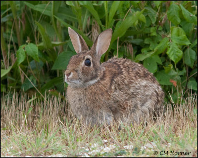 2457 Eastern Cottontail Rabbit.jpg
