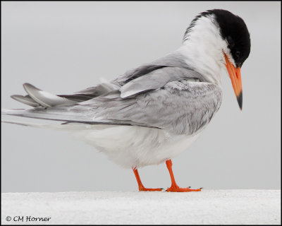 2508 Forster's Tern