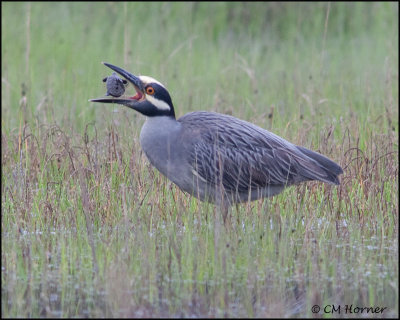 2543 Yellow-crowned Night-Heron trying to eat Northern Diamondback Terrapin