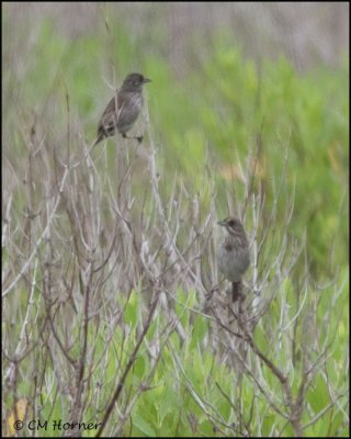 2606 Seaside Sparrows.jpg