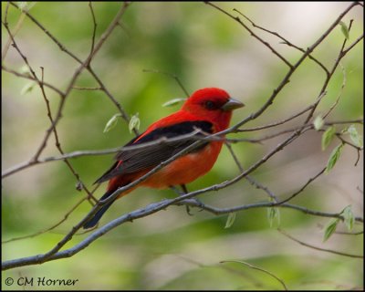 1293 Scarlet Tanager male