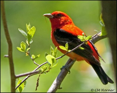 1304 Scarlet Tanager male