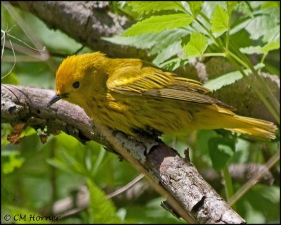 1372 Yellow Warbler male.jpg