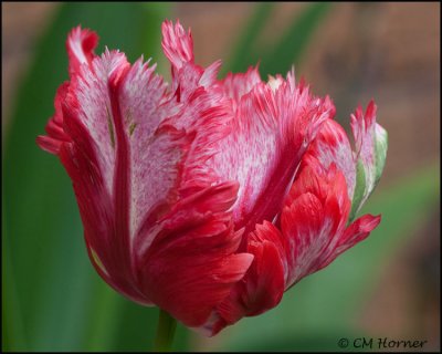 1440 Parrot Tulip.jpg