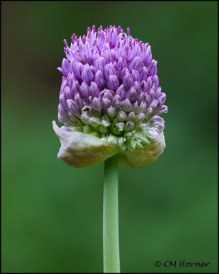 1449 Allium.jpg