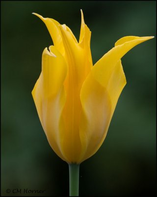 1453 Yellow Tulip.jpg