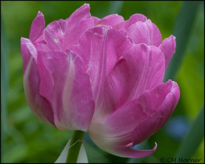 1469 Double Tulip.jpg