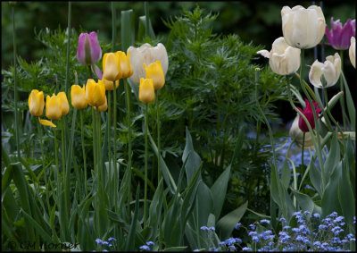 1476 Tulips.jpg