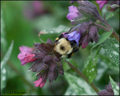 1482 Bumble Bee in Pulmonaria.jpg