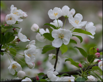1492 Flowering Crabapple.jpg