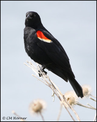 1681 Red-winged Blackbird male.jpg