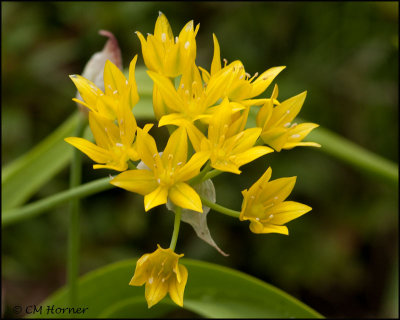 2723 Yellow Allium