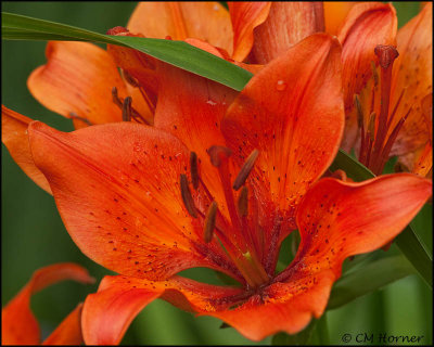 2728 Orange Lily.jpg