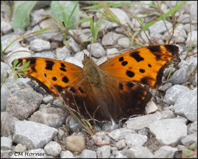 2928 Eastern Comma.jpg