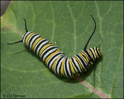 2931 Monarch cat.jpg