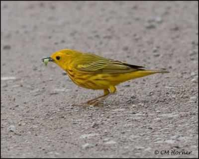 2904 Yellow Warbler male.jpg