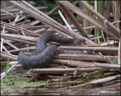 3183 Northern Water Snake.jpg