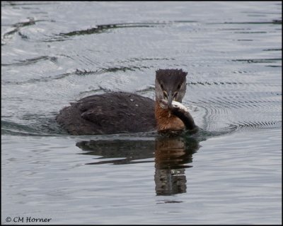 3244 Red-necked Grebe adult.jpg