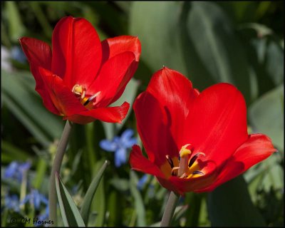 0101 Red Tulip.jpg