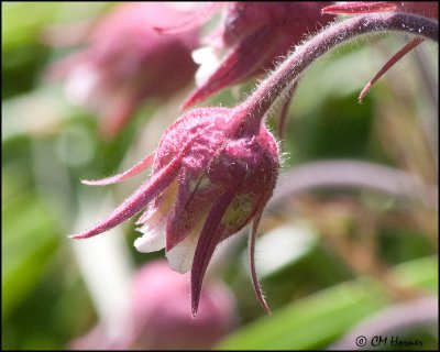 0111 Prairie Smoke or Three-flowered Avens