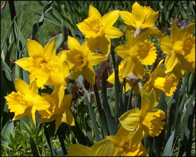 0116 Daffodils.jpg