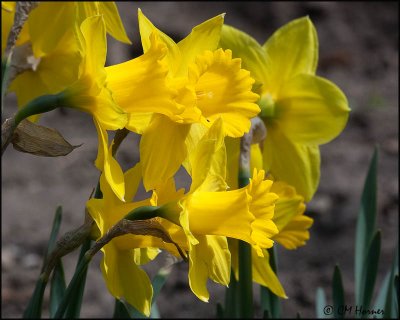 0119 Daffodils.jpg
