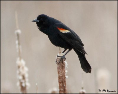 0245 Red-winged Blackbird male.jpg