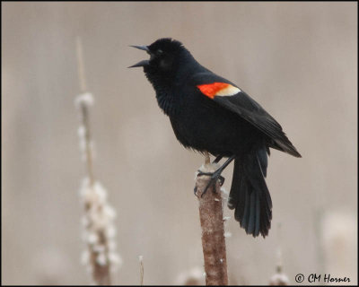 0246 Red-winged Blackbird male.jpg