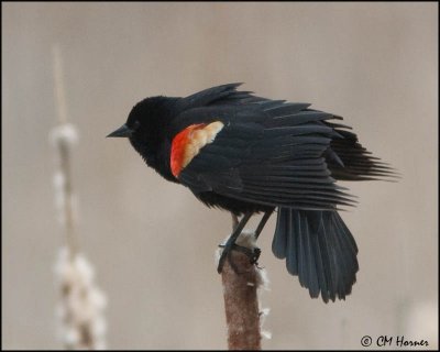 0251 Red-winged Blackbird male.jpg
