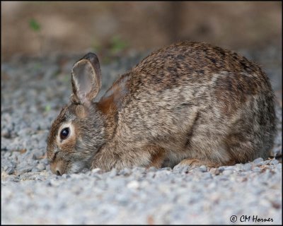 0276 Eastern Cottontail Rabbit.jpg