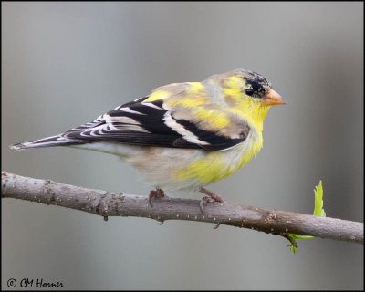 0322 American Goldfinch moulting male.jpg