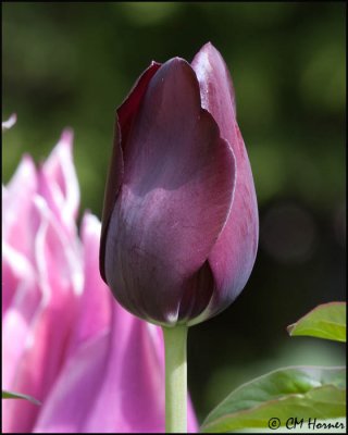 0377 Purple Tulip.jpg