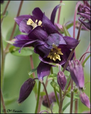 0383 Columbine.jpg