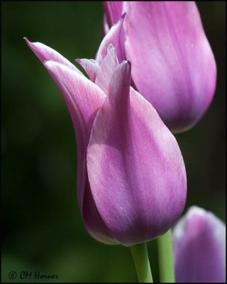0384 Pink Tulip.jpg