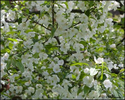 0391 Crabapple Blossoms.jpg