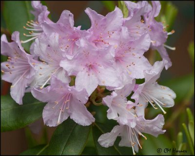 0394 Rhododendron.jpg