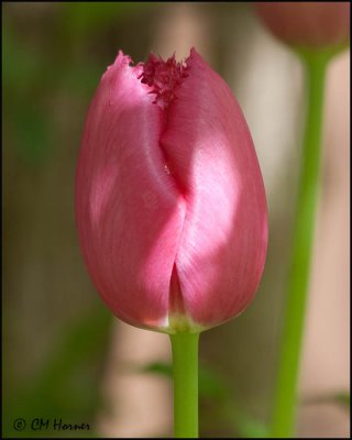 0397 Red Tulip.jpg