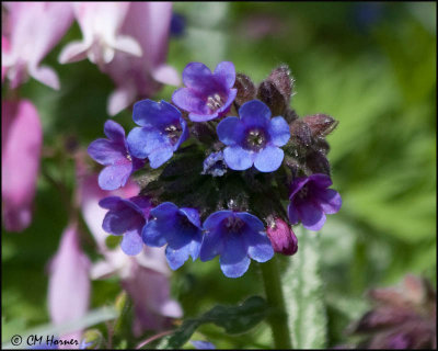 0404 Pulmonaria.jpg