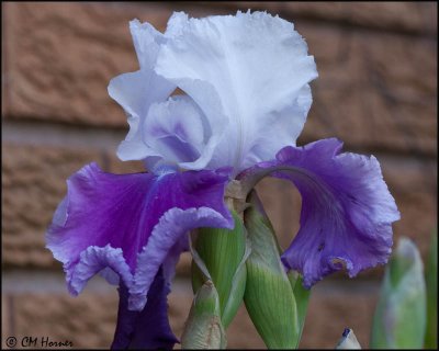 0407 Bearded Iris.jpg