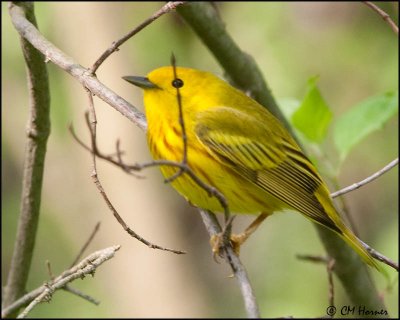 0419 Yellow Warbler male.jpg