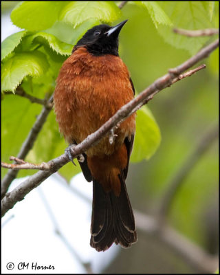 0448 Orchard Oriole.jpg