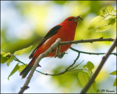 0502 Scarlet Tanager male.jpg