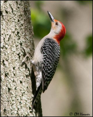 0528 Red-bellied Woodpecker male.jpg