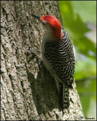 0537 Red-bellied Woodpecker male.jpg