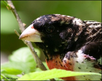 g1/64/512164/3/126054221.H7X5pwHu.jpg