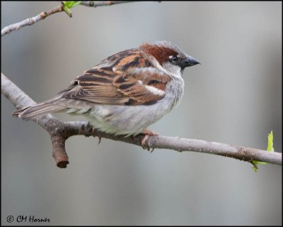 0335 House Sparrow male.jpg