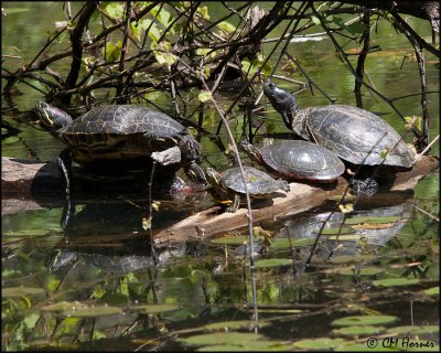 0569 Red-eared Sliders and Painted Turtle.jpg