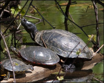 0570 Red-eared Sliders and Painted Turtle.jpg