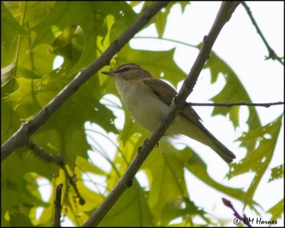 0610 Red-eyed Vireo.jpg