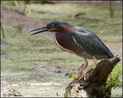 0707 Green Heron.jpg